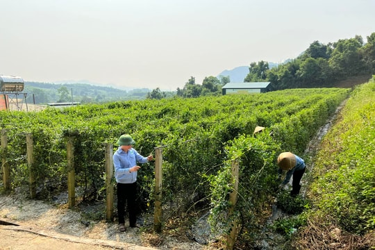 Phát triển dược liệu vùng Tây Nam Nghệ An: Tiềm năng và giải pháp