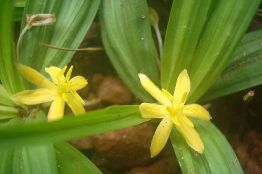 5 bài thuốc chữa bệnh từ sâm cau