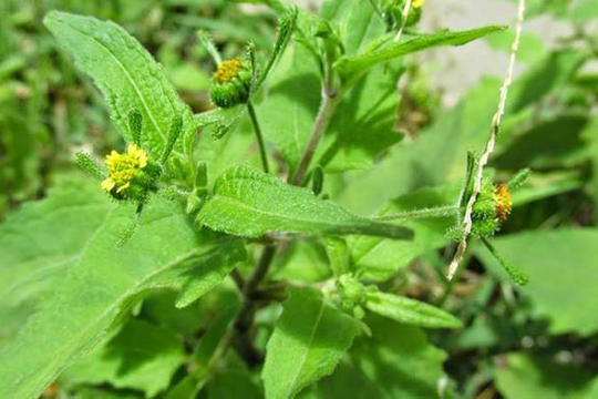 7 bài thuốc chữa phong tê thấp có hy thiêm