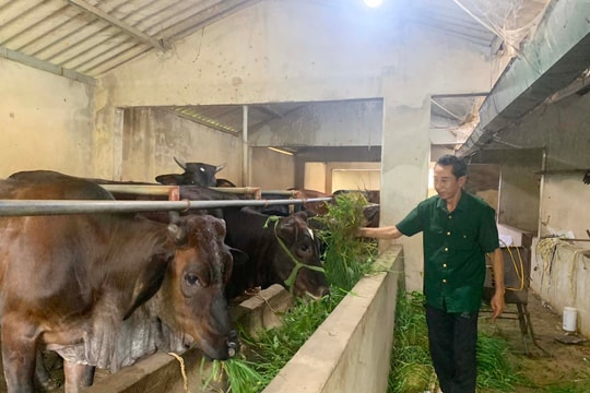 Người chăn nuôi bị thiệt hại do bệnh viêm da nổi cục và dịch tả lợn châu Phi được nhận hỗ trợ