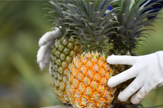 Khách ‘sộp’ Trung Quốc ồ ạt gom mua, xuất khẩu rau quả cao kỷ lục 5 tỷ USD