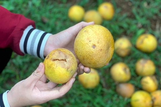 Bị côn trùng chích hút, nhiều vườn cam Nghệ An rụng quả hàng loạt 