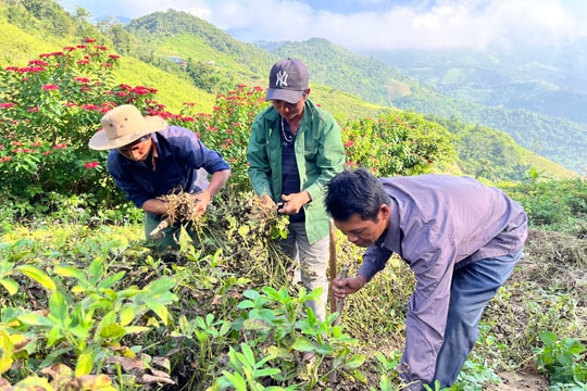 Lạc sạch 'miền rét sương' Nghệ An cháy hàng