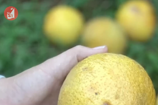 Nhiều vườn cam Nghệ An rụng quả hàng loạt