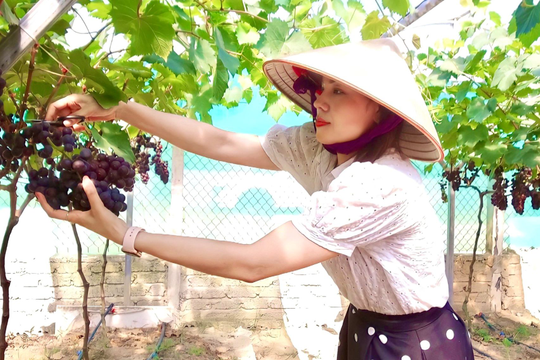 Nghi Lộc khuyến khích nông dân sản xuất nông nghiệp công nghệ cao