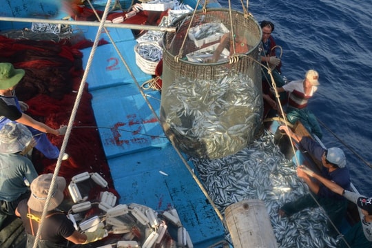 Nghệ An nỗ lực tháo nút thắt trong hành trình gỡ thẻ vàng IUU