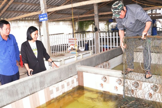 Nuôi lươn khép kín theo quy trình VietGAP ở 'vựa lươn' lớn nhất Nghệ An