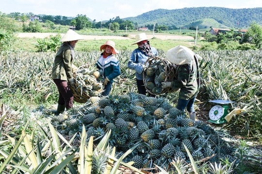 Trung Quốc tăng mua, nhiều nông sản Nghệ An tăng giá