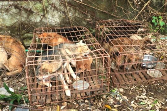Xét xử đường dây trộm chó lớn ở huyện miền núi Nghệ An