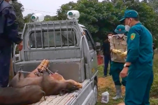 TP. Vinh phải tiêu huỷ hơn 300 con lợn nhiễm bệnh