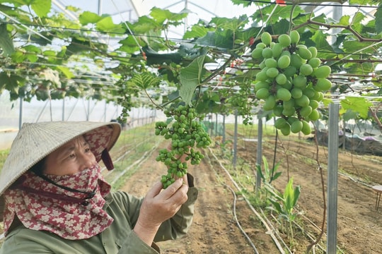 Nhiều mô hình nông nghiệp công nghệ cao có hiệu quả ở Hưng Nguyên 