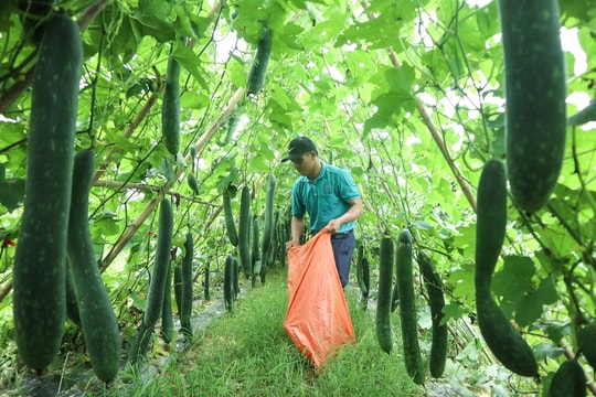 Giá bí xuống thấp, nông dân Nghệ An tìm cách ‘né’ lỗ