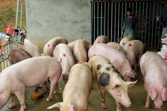 Dịch tả lợn châu Phi diễn biến phức tạp, Nghệ An ban hành chỉ thị tăng cường phòng, chống dịch
