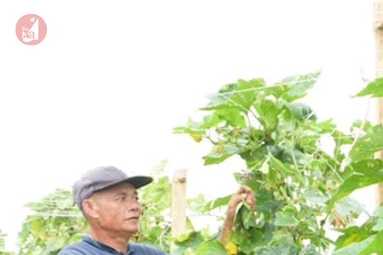 Nông dân Nghệ An tìm đủ cách ‘né’ lỗ khi giá bí xuống thấp 