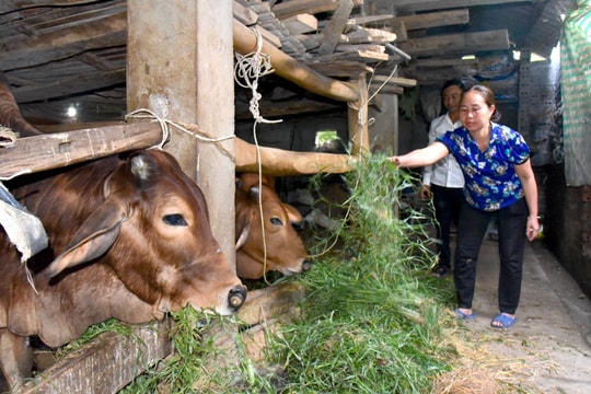 Người chăn nuôi ở Nghệ An tích cực chăm sóc đàn vật nuôi, chuẩn bị thị trường Tết