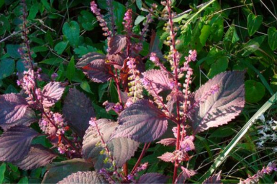 Loại rau thơm giá rẻ ở chợ Việt được người Nhật coi trọng