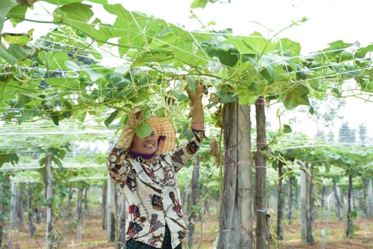'Vựa' rau lớn nhất Nghệ An hối hả vào vụ Tết