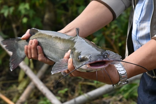 Hiệu quả bước đầu từ nuôi cá lăng thương phẩm tại huyện rẻo cao của Nghệ An