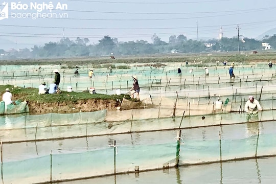 Nhộn nhịp mùa vớt 'lộc trời' ngoài đê sông Lam