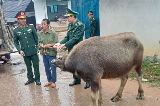 Hỗ trợ 84 con trâu giống cho hộ nghèo ở các xã biên giới của huyện Kỳ Sơn