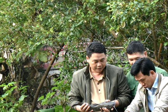 Triển vọng từ nuôi cá lăng thương phẩm ở huyện Kỳ Sơn