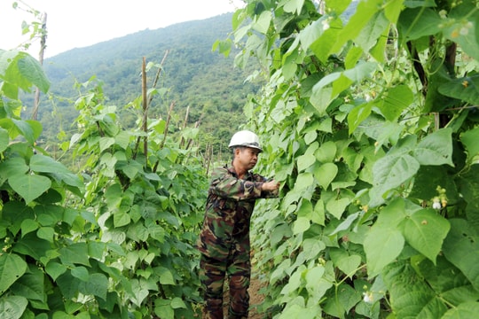 Lên núi trồng rau sạch, người dân vùng cao Nghệ An thu hơn 300 triệu đồng/năm