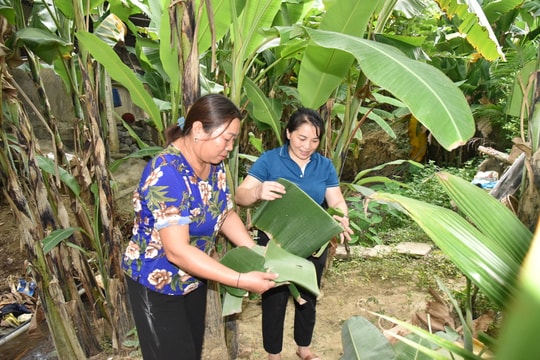 Tổ hợp tác trồng chuối bán từ gốc đến ngọn ở xã vùng cao Nghệ An