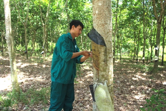 Người trồng cao su Nghệ An phấn khởi khi 'vàng trắng' tăng giá 