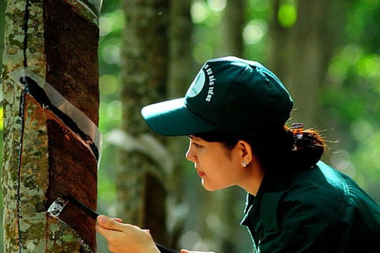 ‘Vàng trắng’ ở Nghệ An tăng giá