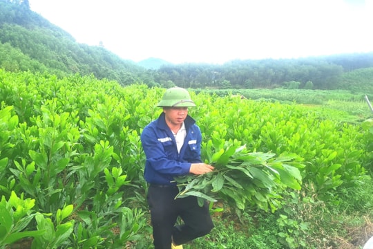 Cử tri Nghệ An mong muốn đẩy nhanh tiến độ cấp quyền sử dụng đất có nguồn gốc từ nông, lâm trường