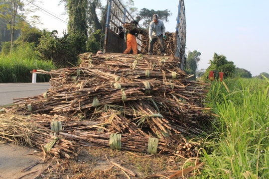 Công ty TNHH Mía đường Nghệ An (NASU) thu mua mía với giá 1,17 triệu đồng/tấn