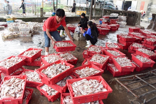 Làng biển ở Nghệ An hối hả vào vụ sản xuất Tết