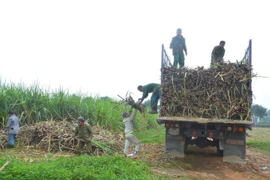 Năng suất mía ở Tân Kỳ có nơi đạt trên 100 tấn/ha