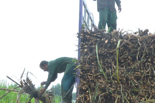 Năng suất mía ở Nghệ An có nơi đạt trên 100 tấn/ha