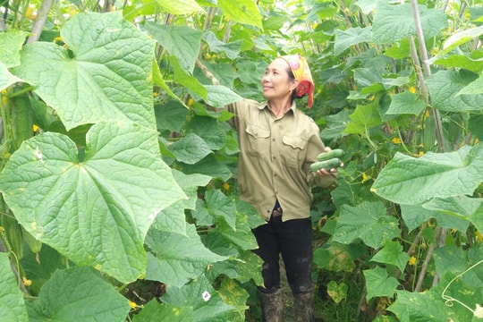 Nông dân Anh Sơn phấn khởi thu hoạch các loại cây trồng vụ đông sớm