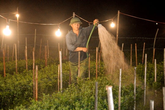 Nông dân Nghệ An chong đèn thâu đêm chăm hoa Tết 