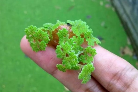 Làm nông nghiệp hữu cơ chi phí thấp từ loài cây phát triển không cần đất