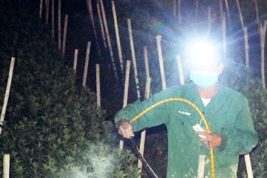 Nông dân quê lúa chong đèn thâu đêm chăm hoa Tết