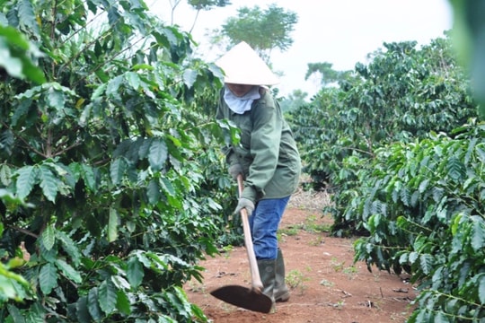 Ngày Cà phê Việt Nam... không có ở Nghệ An