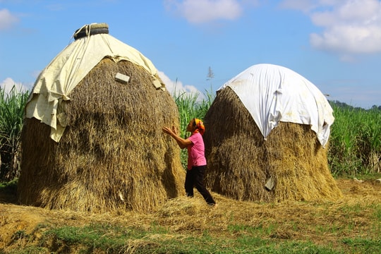 Hàng nghìn hộ dân ở Nghệ An 'xây' cây rơm chống đói cho trâu, bò khi rét đậm