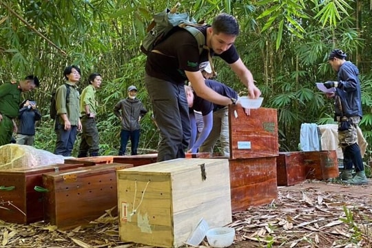 Tái thả 17 con tê tê quý hiếm và khỉ đuôi dài về lại tự nhiên