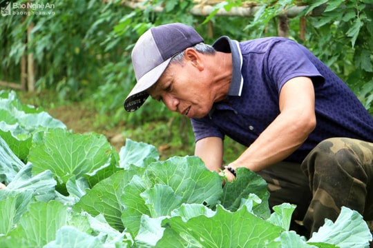 Lên rẻo cao xem người Thái trồng rau sạch