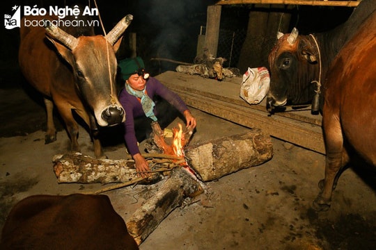 Nghệ An chủ động các biện pháp ứng phó với rét đậm, rét hại 