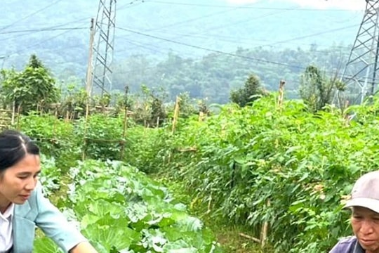 Mướt mát vùng rau sạch Thạch Giám