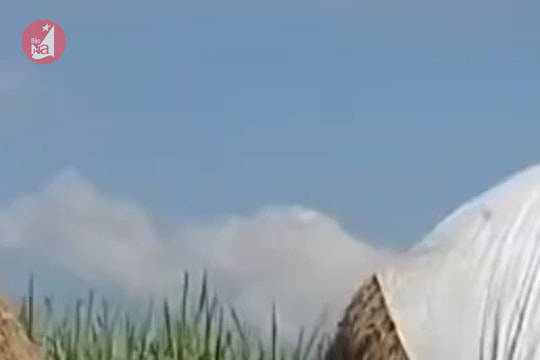 Người dân huyện vùng cao Nghệ An 'xây' hàng nghìn cây rơm chống đói cho trâu, bò khi rét đậm