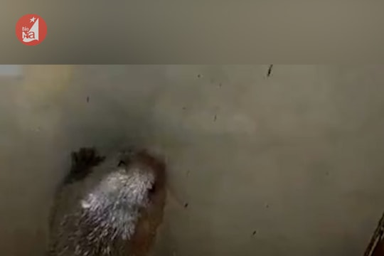 Người Đan Lai làm giàu từ nuôi loài gặm nhấm chuyên ăn tre 