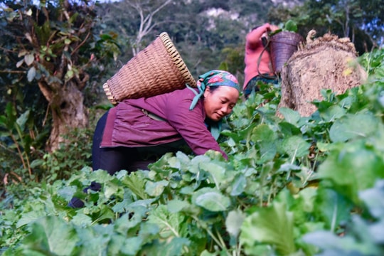 Lạ lùng loại rau đặc sản mọc trên núi cao, sống tốt giữa mùa rét đậm ở vùng biên Nghệ An