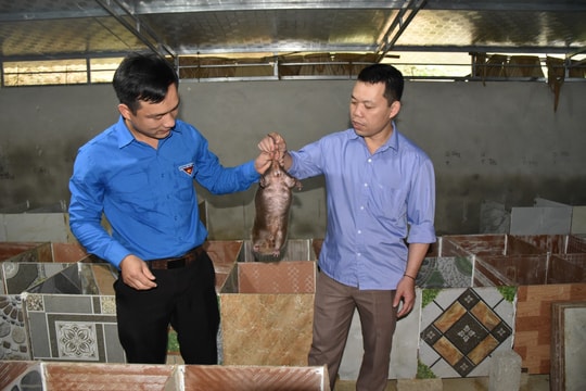 Người dân Đan Lai làm giàu từ nuôi loài chuột chuyên ăn tre