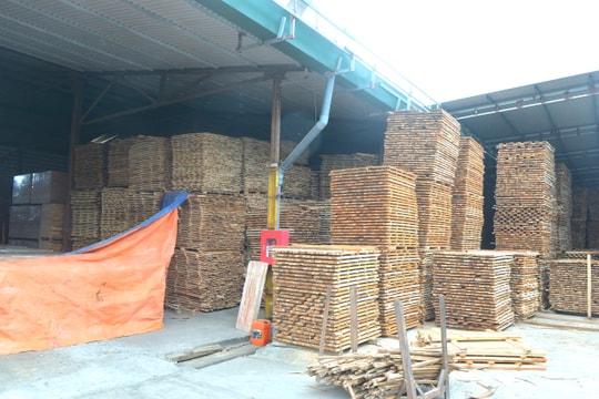 Keo lai ở Nghệ An bất ngờ rớt giá sâu