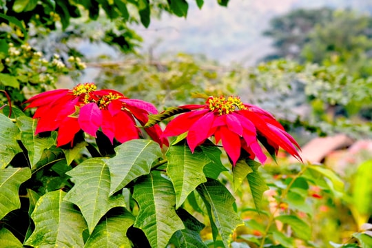 Rực rỡ sắc hoa trạng nguyên trên những bản vùng cao Nghệ An